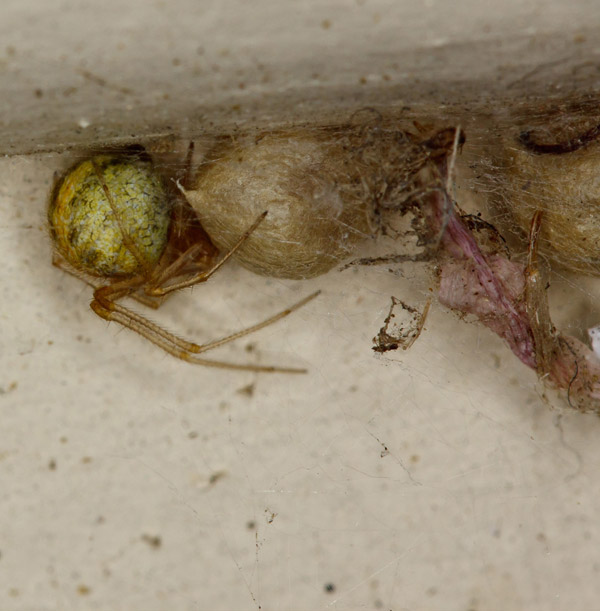 sac de ouă de păianjen obișnuit de casă